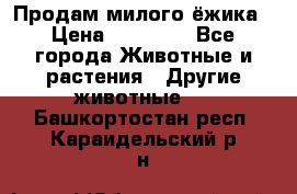 Продам милого ёжика › Цена ­ 10 000 - Все города Животные и растения » Другие животные   . Башкортостан респ.,Караидельский р-н